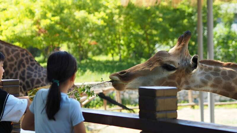 Teotihuacan Safari: Old Ruins and Interact with Animals - Who Will Love This Tour?