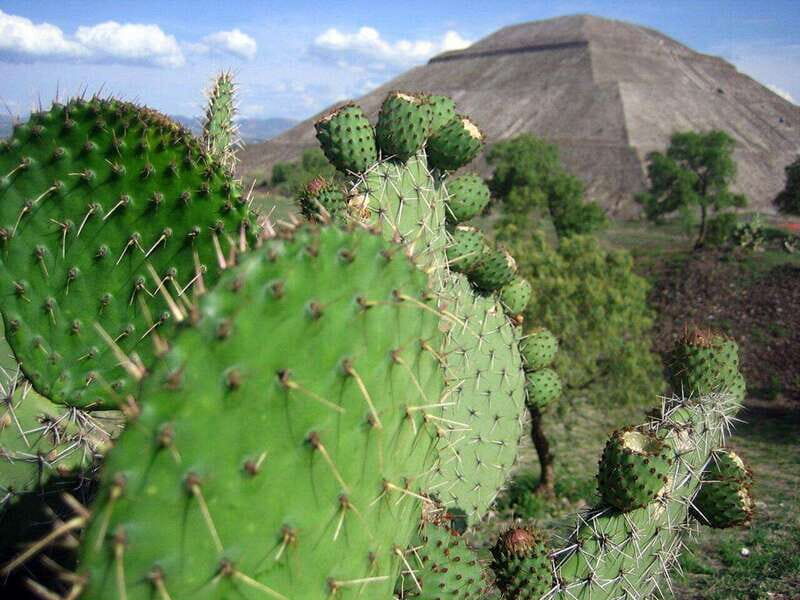 Teotihuacan: Visit Pyramids and Craft a Colorful Piñata - The Sum Up: Why This Tour Is a Solid Choice
