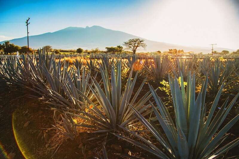 Tequila, Jalisco, and Toriles from Puerto Vallarta - Why This Tour Stands Out
