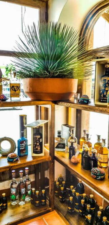 tequila-mezcal-tasting-experience