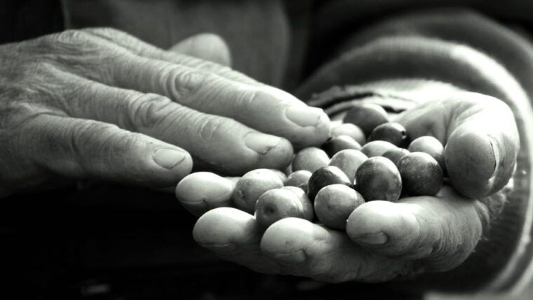 teramo-private-oil-mill-tour-and-guided-tasting