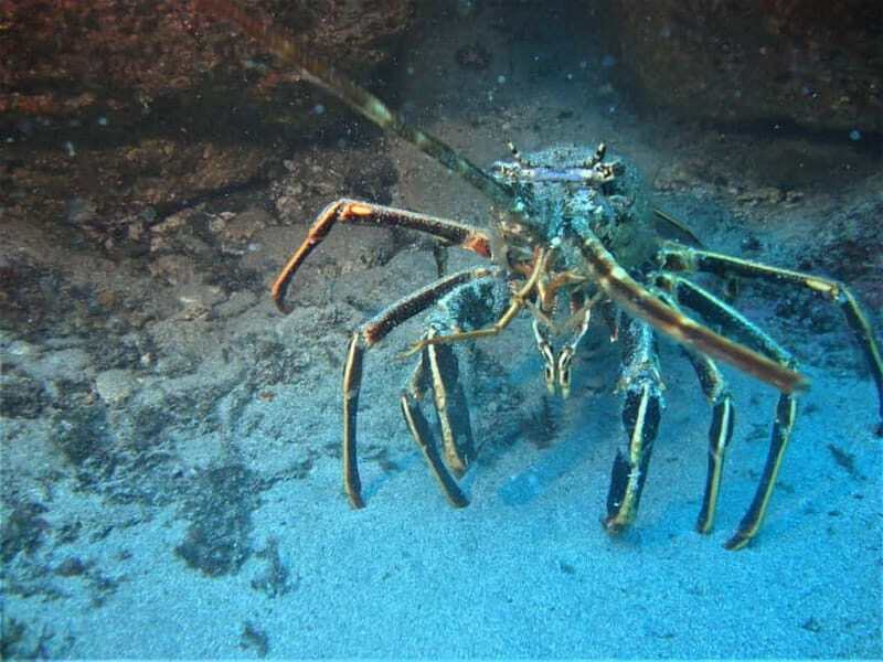 Terceira Azores: Scuba-Double dive Trip(certified Divers) - Why You’ll Love This Scuba Tour in Terceira