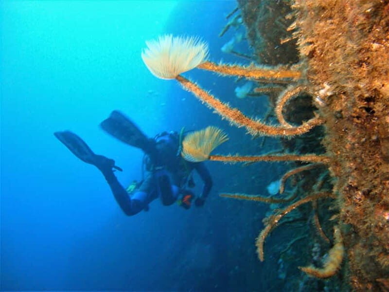 Terceira Azores: Scuba-Double dive Trip(certified Divers) - The Experience Provider: Scubazores Divers