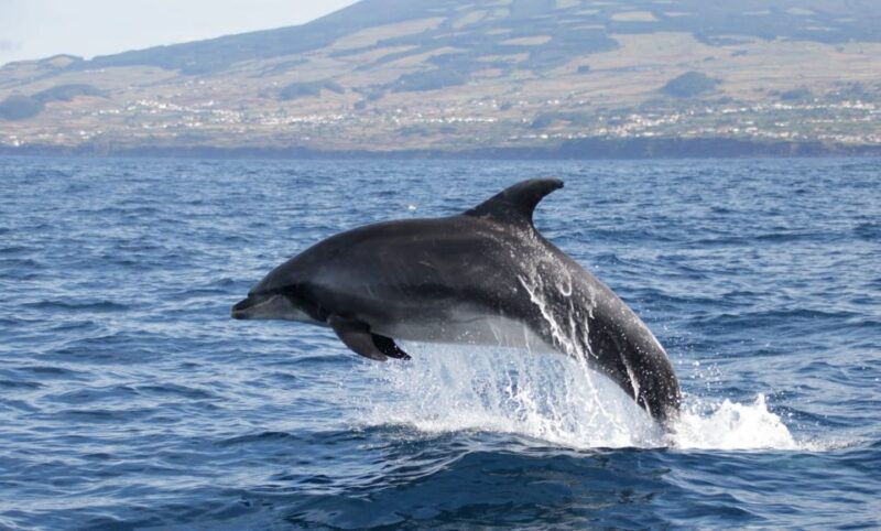terceira-half-day-dolphin-and-whale-watching-tour