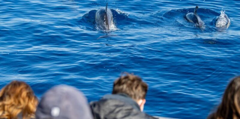 terceira-half-day-dolphin-and-whale-watching-tour