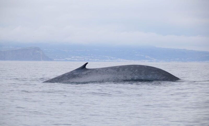 terceira-half-day-dolphin-and-whale-watching-tour