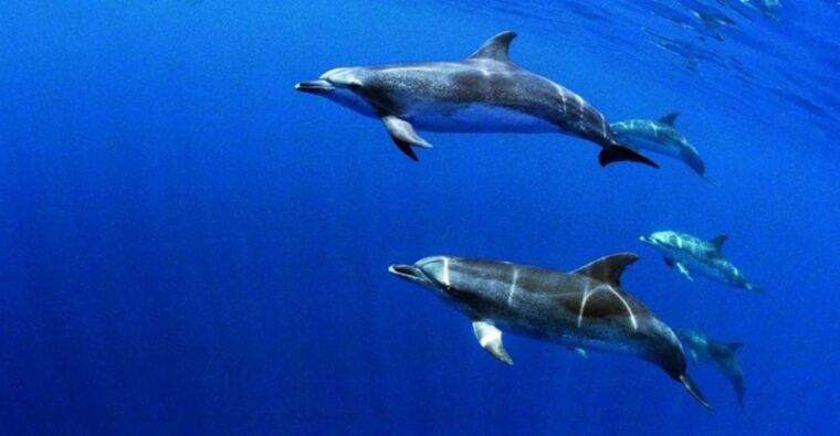 terceira-half-day-dolphin-and-whale-watching-tour