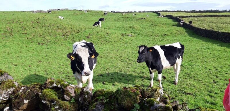 terceira-island-half-day-van-tour-on-the-west-coast