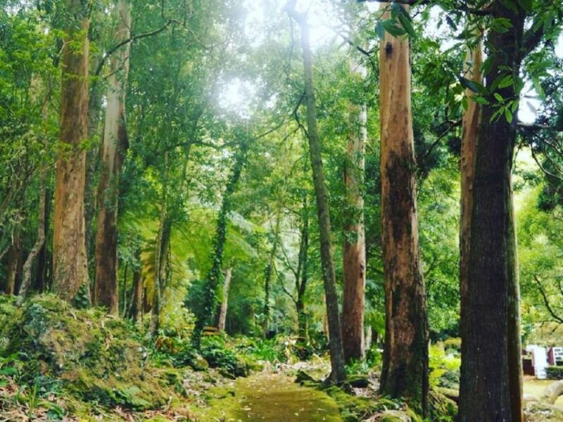 terceira-island-half-day-van-tour-on-the-west-coast