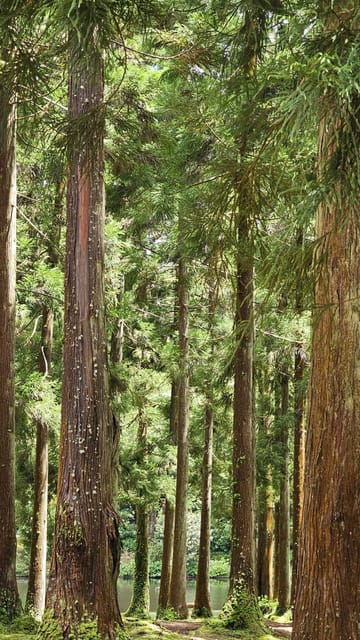 terceira-island-half-day-van-tour-to-the-caves