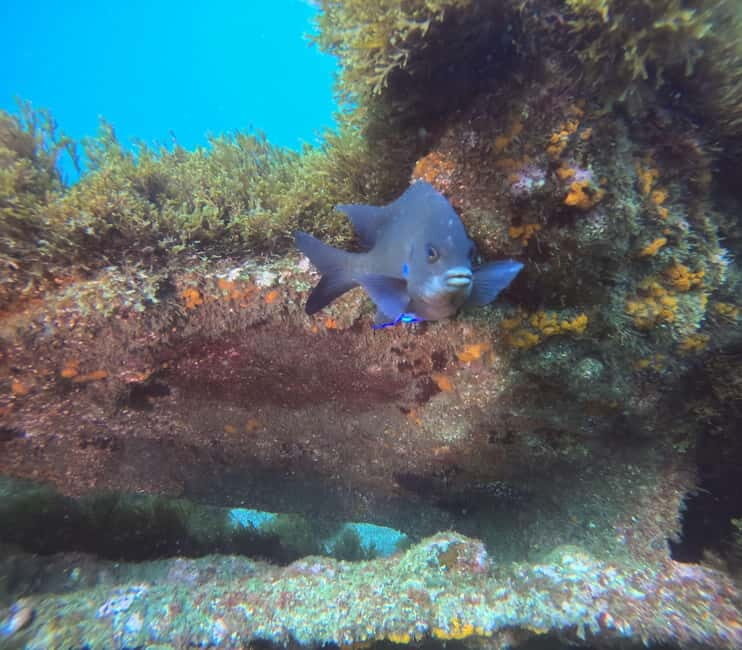 Terceira Island: Snorkeling Adventure - What to Expect from the Snorkeling Adventure