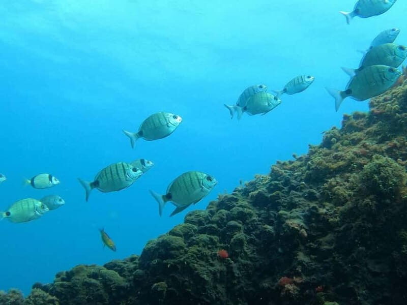 Terceira Island: Snorkeling Adventure - Value and Pricing