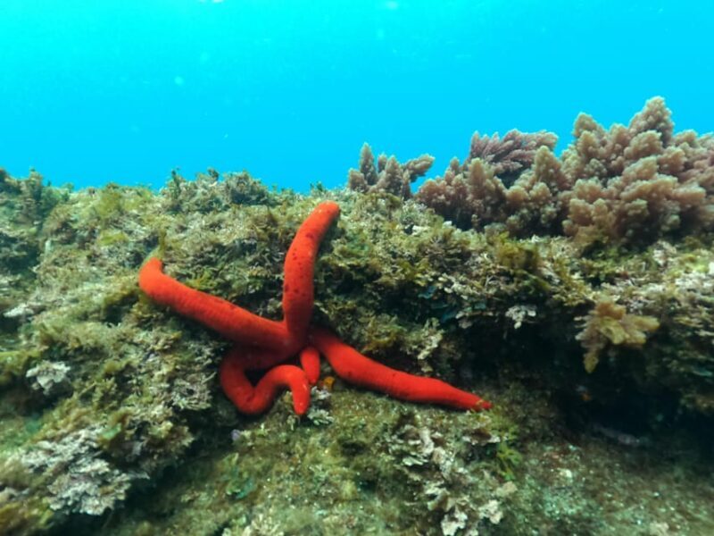 Terceira Island: Snorkeling Adventure - FAQ