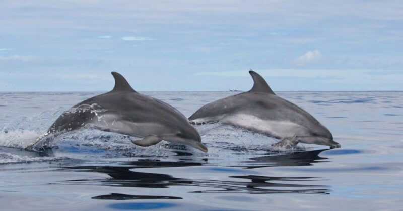 terceira-island-whale-and-dolphin-watching-boat-excursion