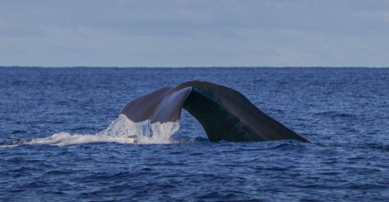 terceira-island-whale-and-dolphin-watching-boat-excursion