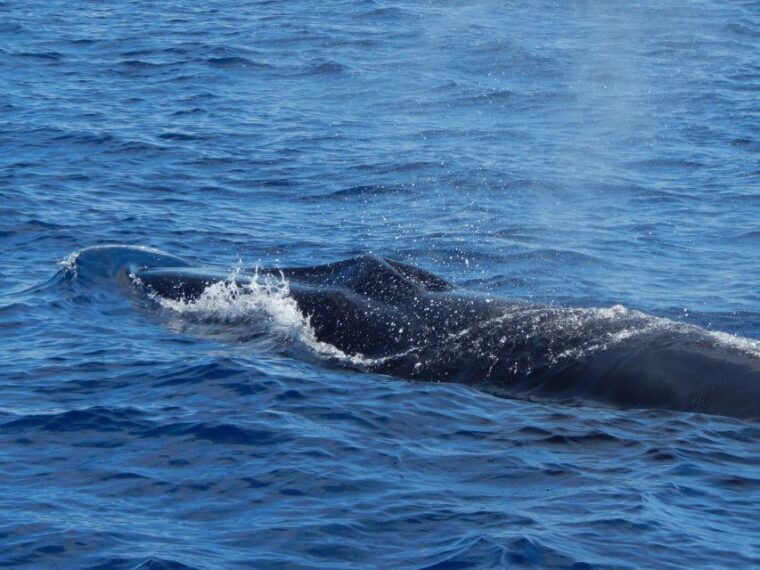 terceira-island-whale-and-dolphin-watching-boat-excursion