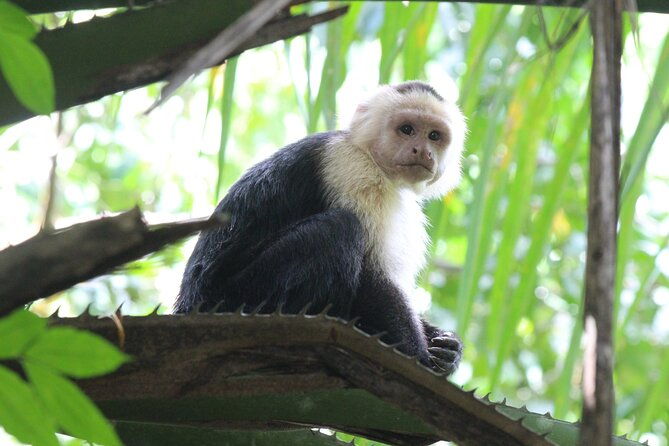 terraba-sierpe-mangrove-tour