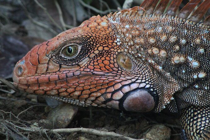 terraba-sierpe-mangrove-tour