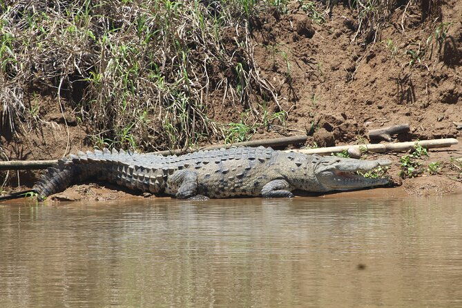 terraba-sierpe-mangrove-tour