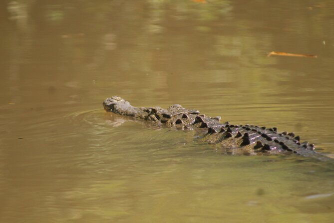 terraba-sierpe-mangrove-tour