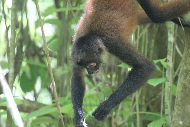 terraba-sierpe-mangrove-tour