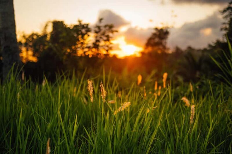 Tetebatu Day Tour: Waterfalls, Rice Fields & Local Life - Key Points