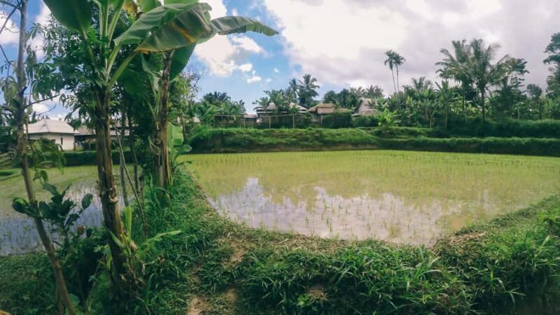Tetebatu Day Tour: Waterfalls, Rice Fields & Local Life - Exploring the Itinerary in Detail