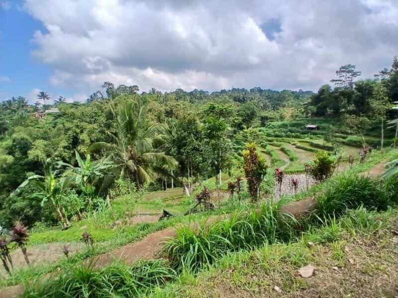 Tetebatu Panorama Walk: Rice Fields, Waterfall & Monkeys - FAQ