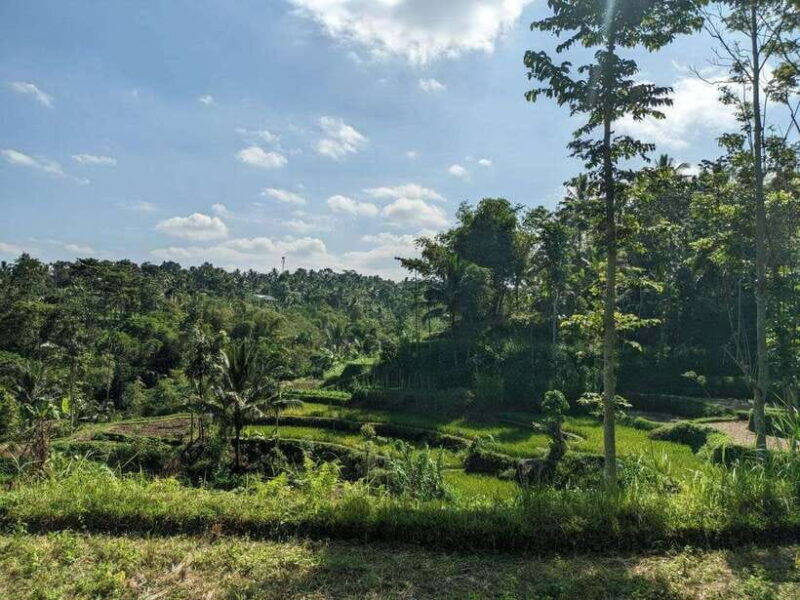 tetebatu-privat-tour-rice-terrace-waterfall-monkay-forest