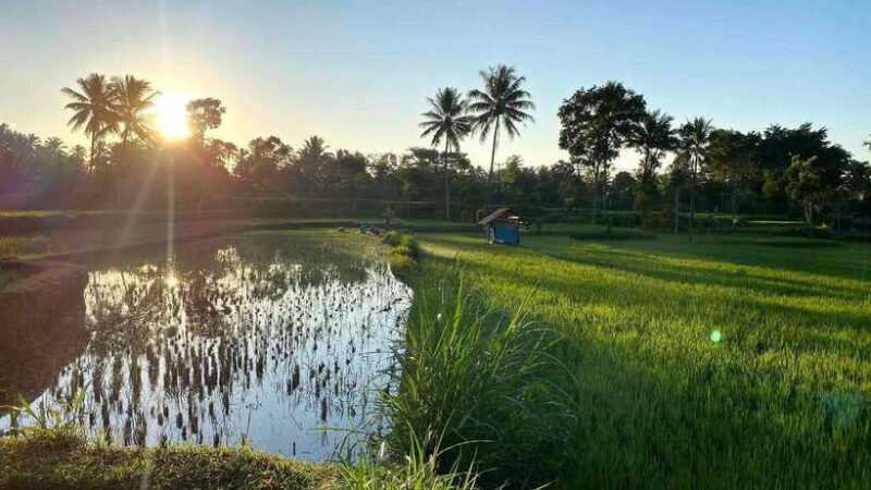 tetebatu-privat-tour-rice-terrace-waterfall-monkay-forest