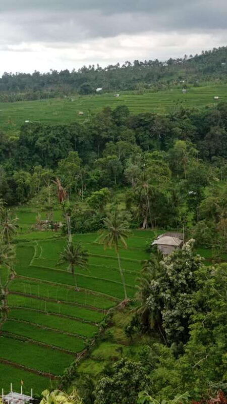 tetebatu-privat-tour-rice-terrace-waterfall-monkay-forest