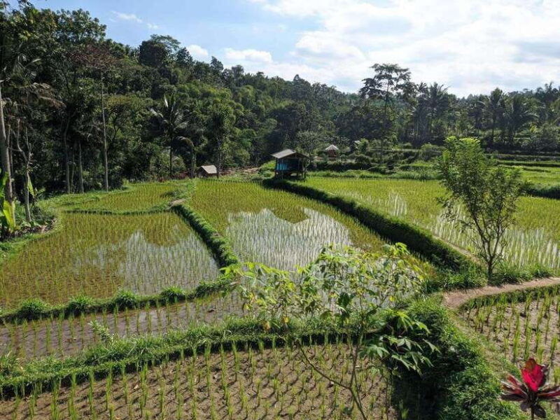 tetebatu-privat-tour-rice-terrace-waterfall-monkay-forest