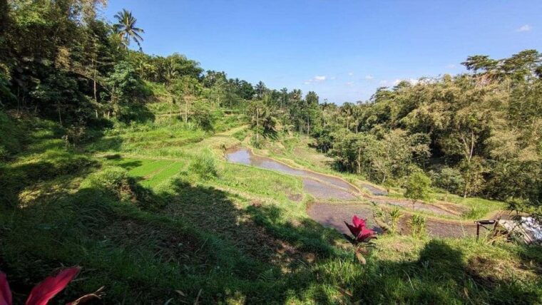 tetebatu-privat-tour-rice-terrace-waterfall-monkay-forest