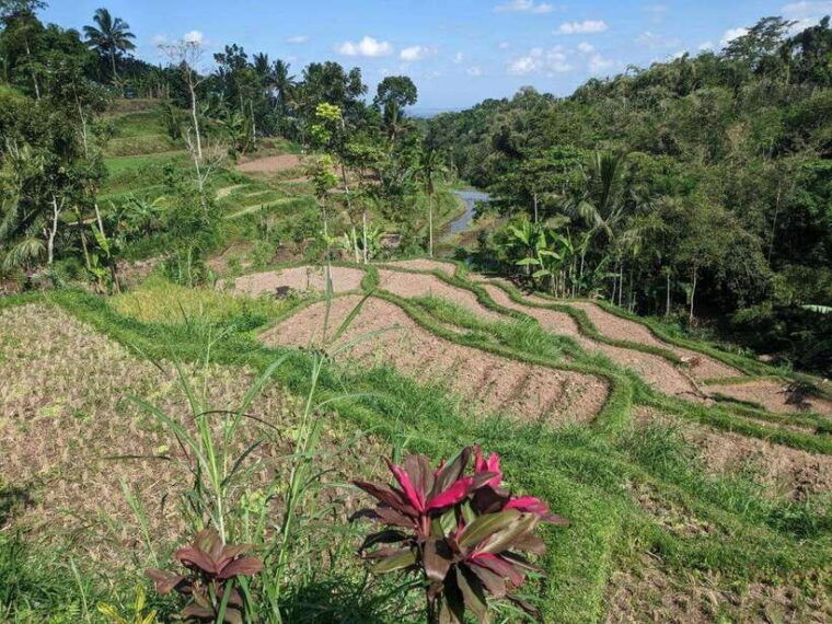 tetebatu-privat-tour-rice-terrace-waterfall-monkay-forest