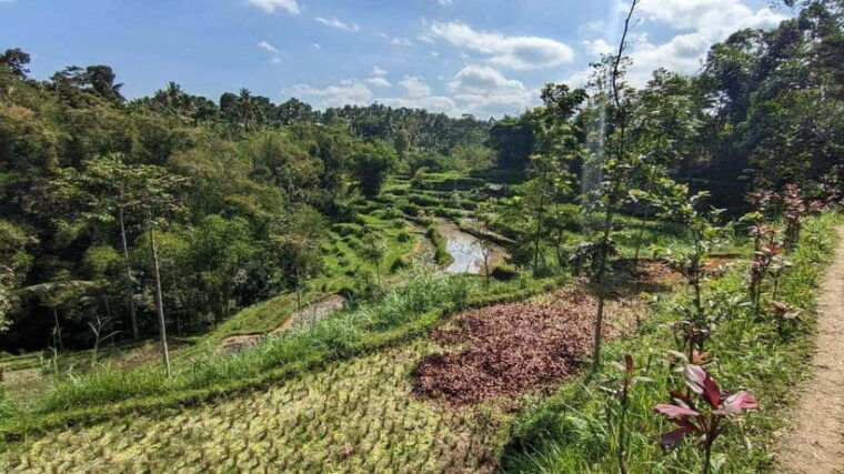 tetebatu-privat-tour-rice-terrace-waterfall-monkay-forest
