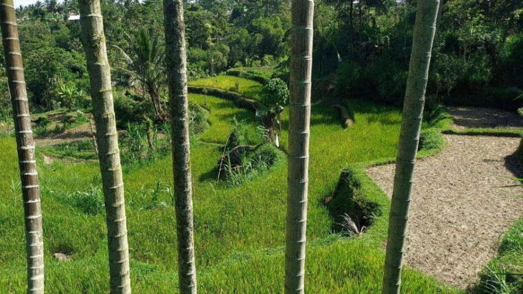 tetebatu-privat-tour-rice-terrace-waterfall-monkay-forest