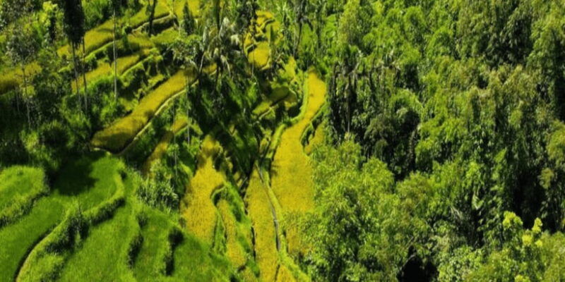 tetebatu-rice-fields-waterfall-monkey-forest-day-tour