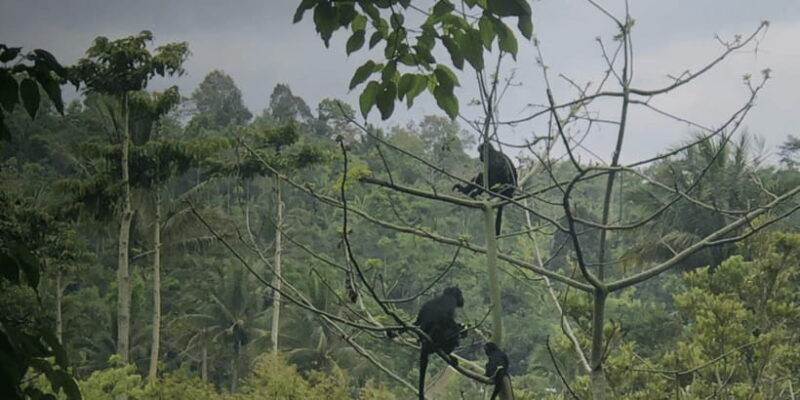 tetebatu-rice-fields-waterfall-monkey-forest-day-tour