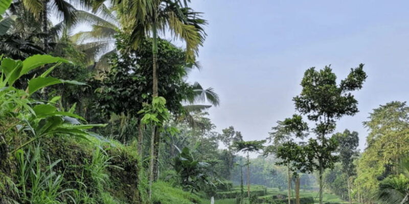 tetebatu-rice-fields-waterfall-monkey-forest-day-tour