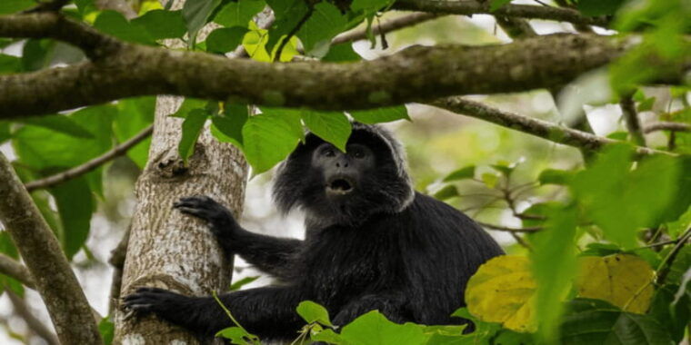 tetebatu-rice-fields-waterfall-monkey-forest-day-tour