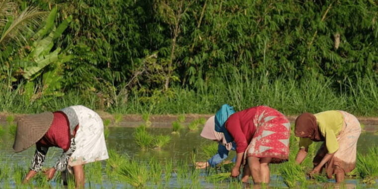 tetebatu-rice-fields-waterfall-monkey-forest-day-tour