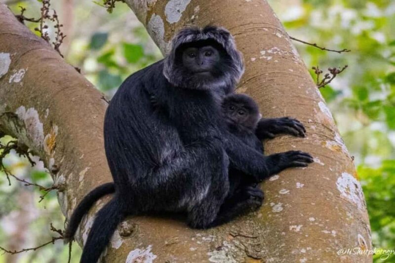 Tetebatu : Ricefield tour,waterfall and monkey forest - Key Points