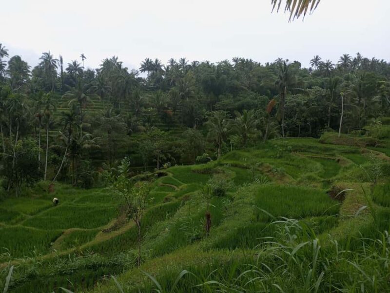 Tetebatu & Ricefield, Waterfall, Monkey forest. - Key Points