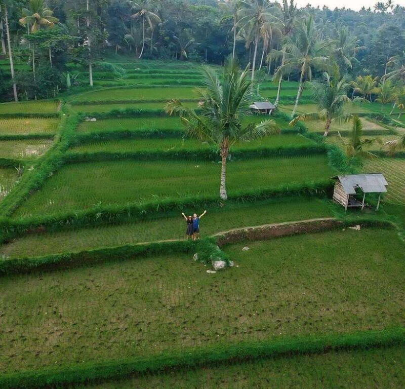 tetebatu-walk-on-rice-terrace-waterfall-and-black-mongky