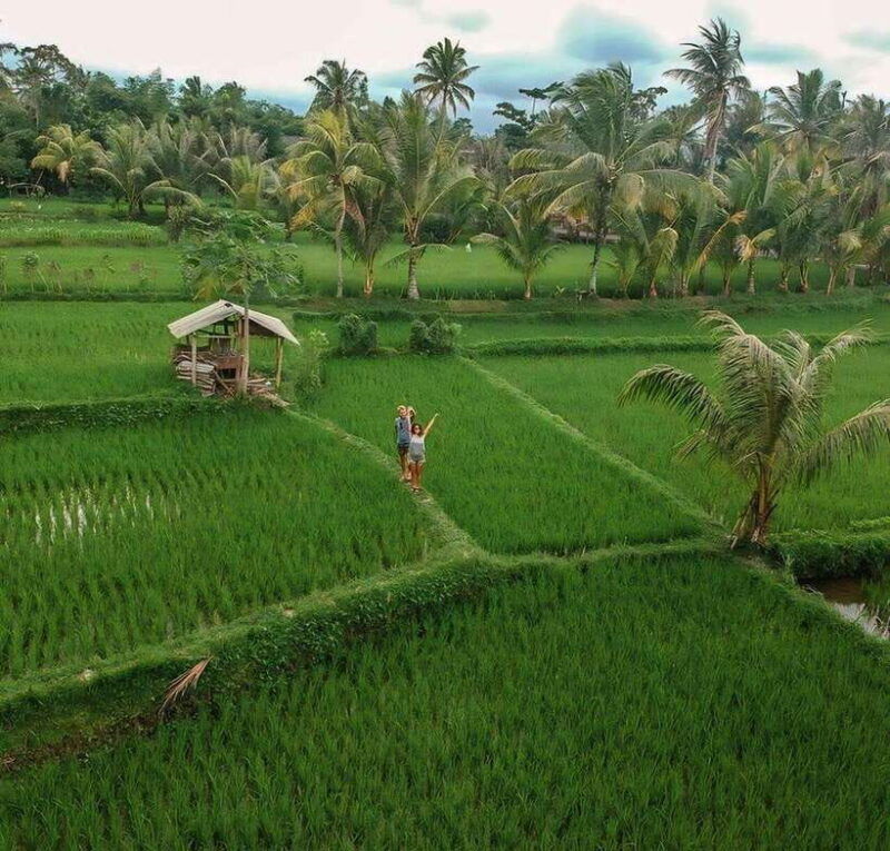 tetebatu-walk-on-rice-terrace-waterfall-and-black-mongky
