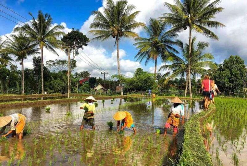 tetebatu-walk-on-rice-terrace-waterfall-include-luch