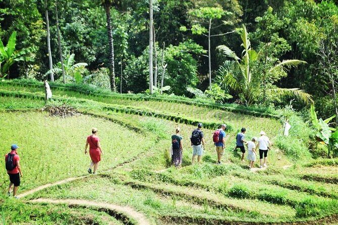 Tetebatu Walking Tour - Rice Terraces, Waterfall & Monkey Forest - Key Points