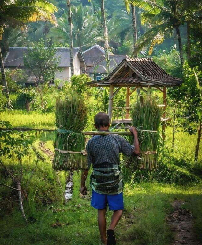 tetebatu-waterfall-rice-fields-monkey-forest-full-day