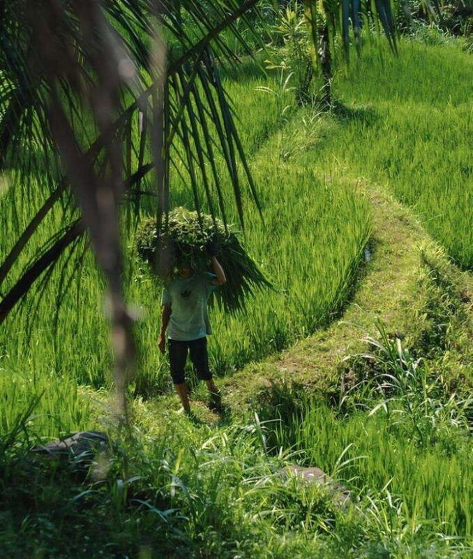 tetebatu-waterfall-rice-fields-monkey-forest-full-day