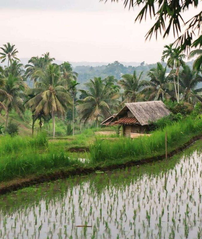 tetebatu-waterfall-rice-fields-monkey-forest-full-day